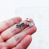 귀여운 Dachshund 매력