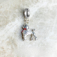 כלב פודל Charm